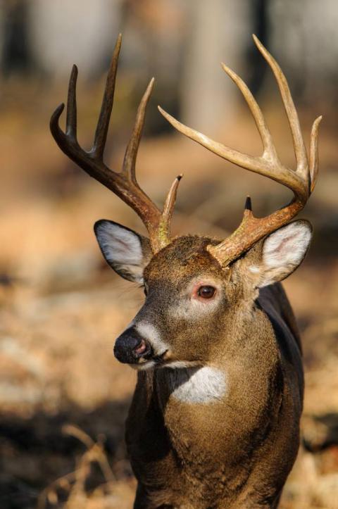 Alps Outdoorz Turkey Chair | Mossy Oak